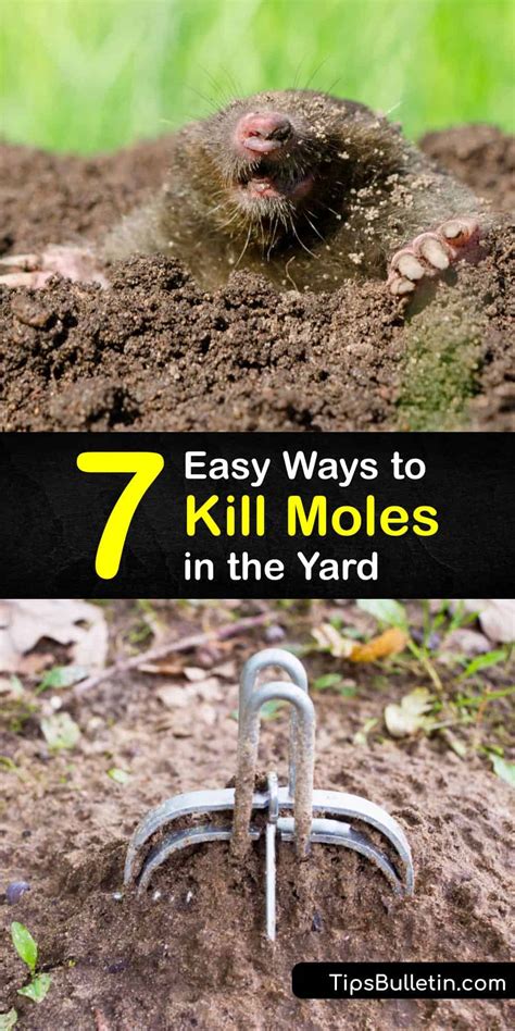 7 Easy Ways To Kill Moles In The Yard