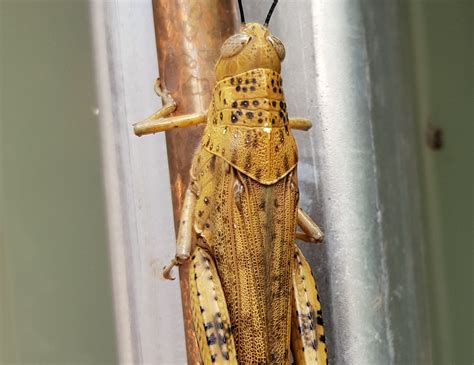 Giant Grasshopper Valanga Irregularis Ausemade