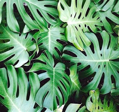 Compared to many other genus, philodendrons are very diverse. Philodendron : Tout savoir sur la star du décor tropical ...
