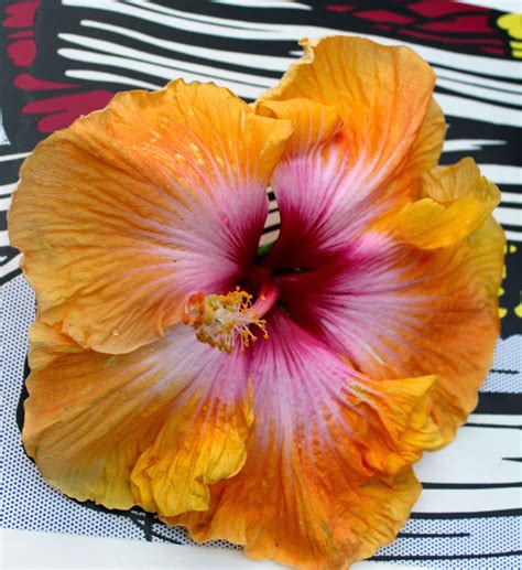 Florez Nursery Hibiscus Rosa Sinensis Shiner