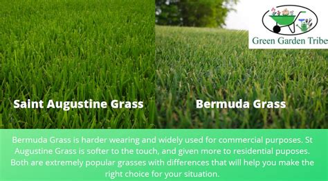 Bermuda Vs St Augustine Grass 15 Main Differences Green Garden Tribe