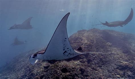 Everything You Need To Know About Diving With Manta Rays Sd