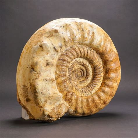 Giant Ammonite Fossil Astro Gallery Touch Of Modern