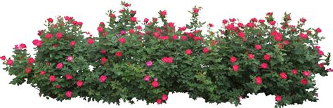 Flowering shrub clipart 20 free Cliparts | Download images on png image
