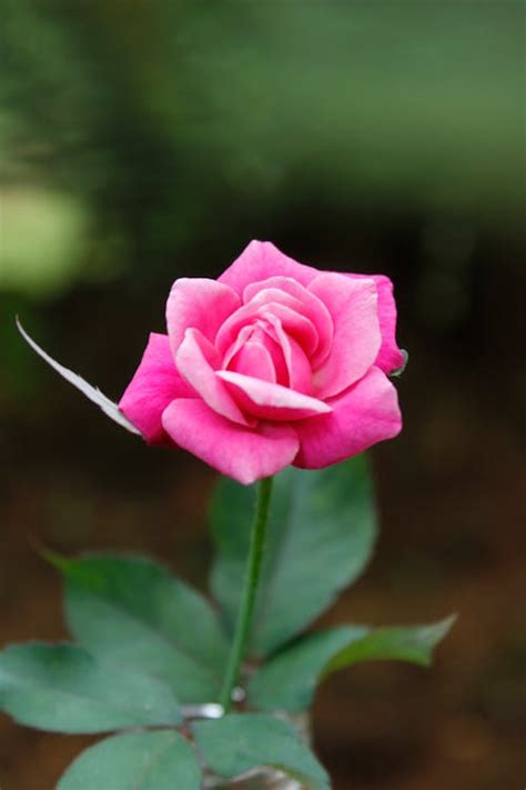 Pink Rose In Bloom · Free Stock Photo