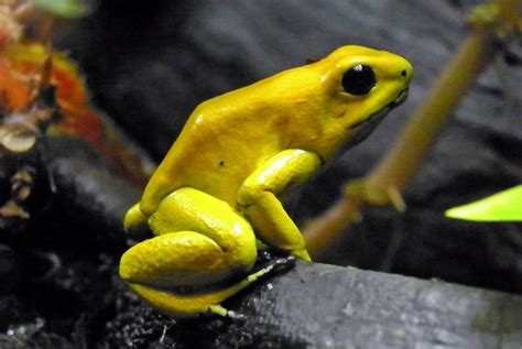 16 Beautiful But Deadly Poisonous Frogs Poison Dart Frogs Dart Frog