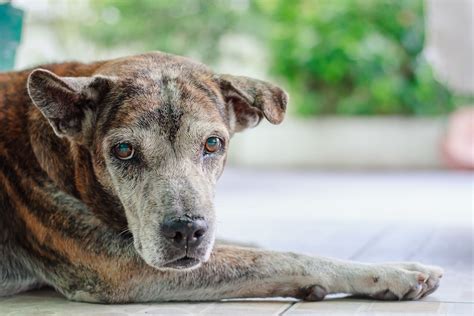 9 Health Problems Seen In Senior Dogs
