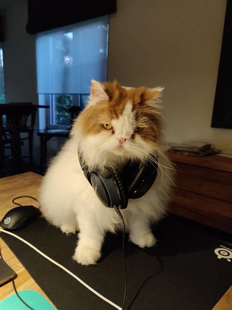 Psbattle Cat Wearing Headphones Rphotoshopbattles