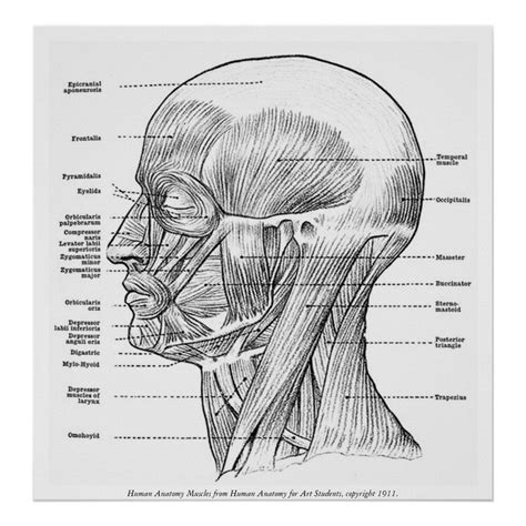 Vintage Human Anatomy Muscles Face Head Neck Poster