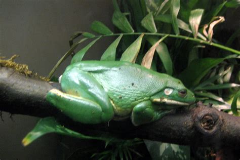 Nyc Bronx Bronx Zoo Reptile World Giant Tree Frog Flickr