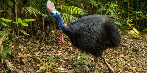 Flightless Birds 17 Iconic Birds That Cant Fly ️