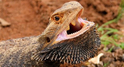 Dont You Hate It When Your Boss Hits You With A Bearded Dragon