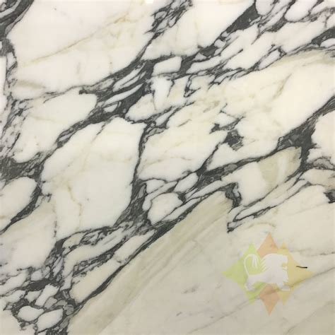 Calacatta Corchia Marble