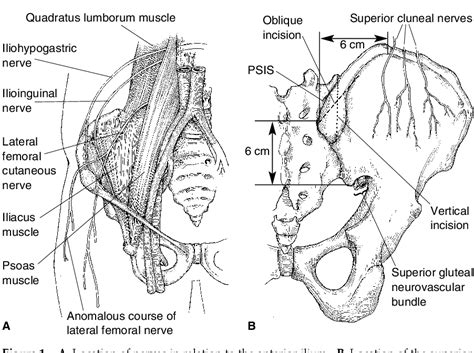 Structure Of Posterior Superior Iliac Spine Semantic Scholar