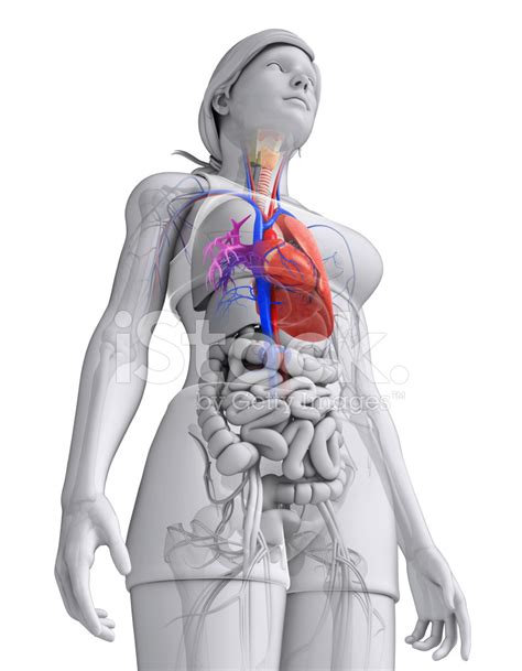Female Heart Anatomy Stock Photo Royalty Free Freeimages