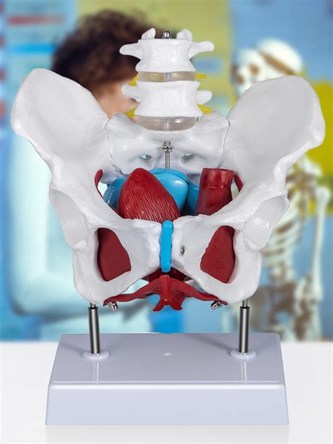 Vevor Pelvic Floor Model Scientific Anatomy Model Colored Female