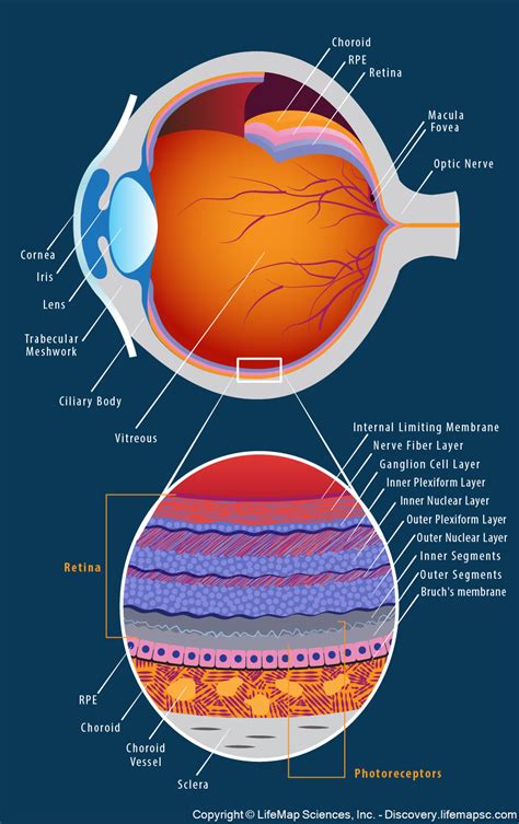 Structure Of Mammalian Eye Anatomy