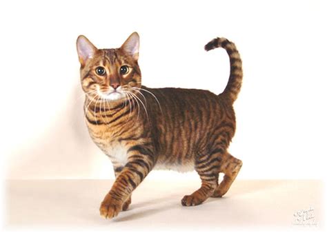Pin By Heidi Rucki On Toyger Cat Toyger Cat Cat Breeds Rare Cats