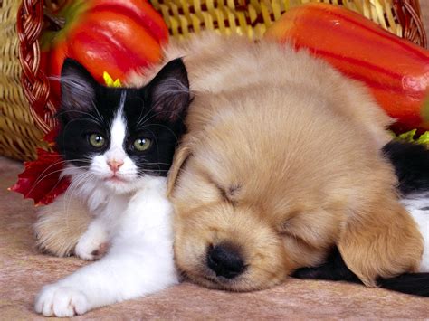 Sleeping Cat And Dog Free Download Wallpapers Hd Desktop And Mobile