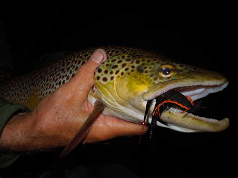 Night Fishing For Trout Mousing For Trout Michigan Trout Fishing