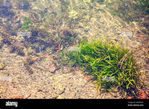 Plants Growing On The River Bottom Stock Photo Alamy