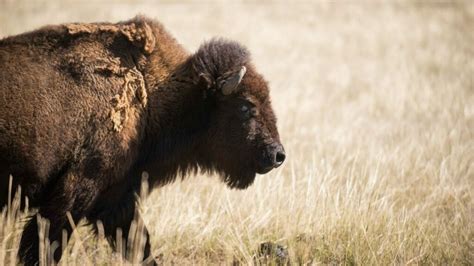 Discover Durham Bison Ranch Bison Ranch In Wyoming
