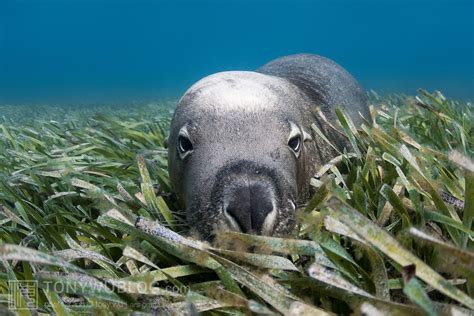 Australian Sea Lion Lying In Seagrass Neophoca Cinerea Tony Wu