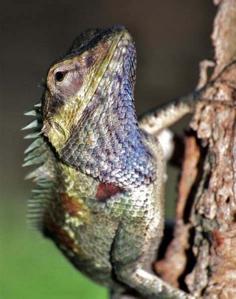 Blue Crested Lizard Calotes Mystaceus Sukhotai Thailand Flickr