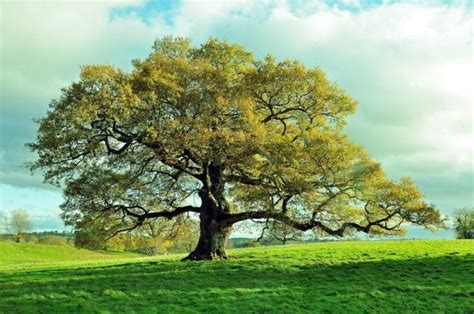 32 Types Of Trees With Pictures Facts And Names