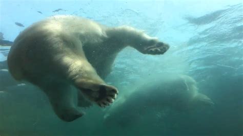 Polar Bears Wrestling At Columbus Zoo Youtube