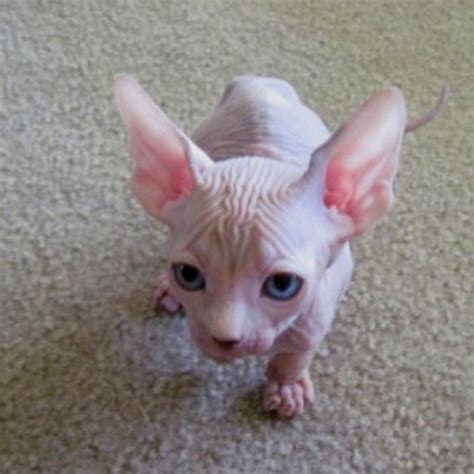 Blue Eyes Sphinx Cat Hairless Cat Sphynx Cat