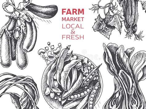 Organic Farm Shop Vector Sketch Of Vegetables Stock Illustration