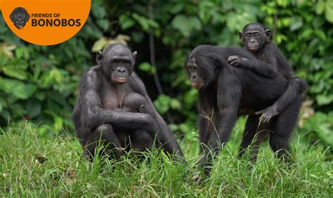 Amis Des Bonobos Du Congo HelloPlanet Tv