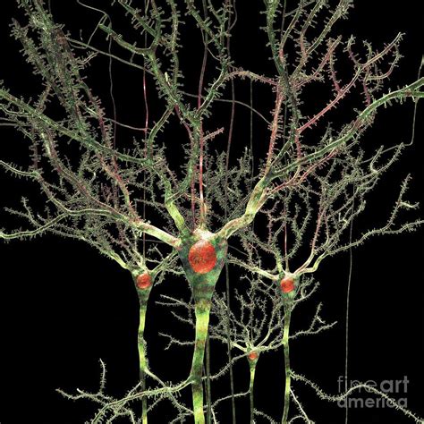 Nerve Cells Photograph By Russell Kightleyscience Photo Library Pixels