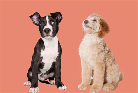 Pitbull Poodle Mix 7 Things You Need To Know Pawleaks