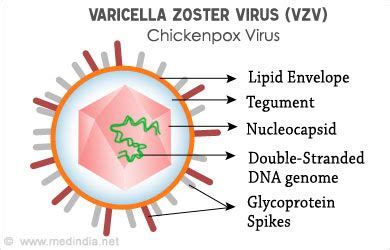 Chicken Pox Virus Diagram Virus Info