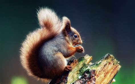 Squirrel Full Hd Wallpaper And Background Image 1920x1200 Id529436