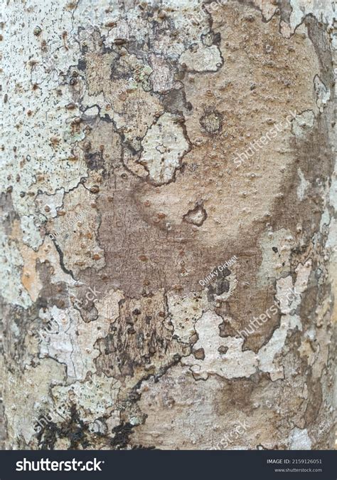 Tree Barks Series Backgrounds Textures Stock Photo 2159126051