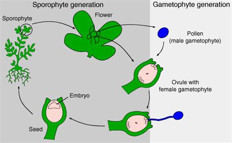 Compare The Life Cycle Of Flowerless Seed Plants And Flowering Best