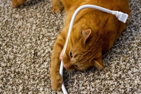 Prevent Cat Cord Chewing Mr Electric