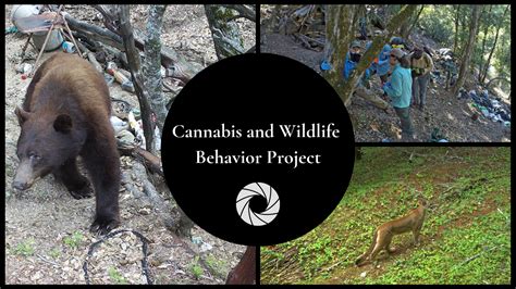 Cannabis And Wildlife Behavior Integral Ecology Research Center