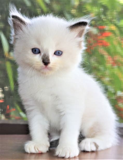 Ragdoll Cats For Sale Orlando Fl 243600 Petzlover
