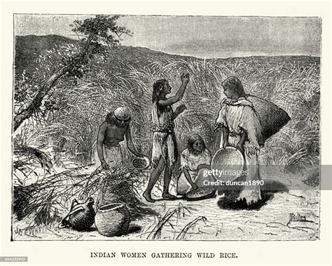 native american women gathering wild rice nebraska 19th century high res vector graphic getty