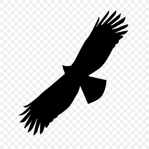 Black Eagle Bird Of Prey Bald Eagle Beak Png 1024x1024px Eagle