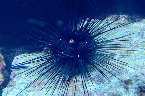 Free Images Underwater Blue Sea Animal Coral Invertebrate Reef