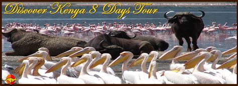 Discover Kenya Tour Flexivel Kenya Safaris