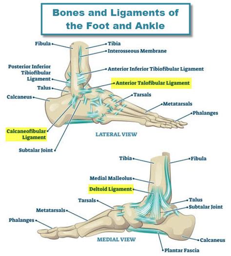 Foot And Ankle Ligaments Hot Sex Picture