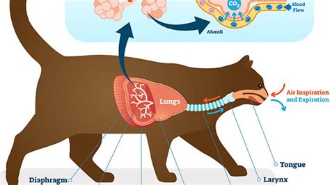 How Do You Know If Your Cat Has Pneumonia Cat Lovster