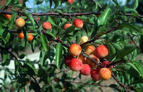 Skip The Birdfeeder Plant A Tree Community Blogs