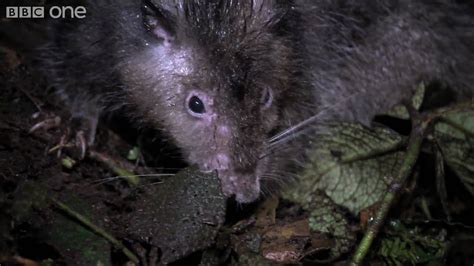 Giant Rat Discovered Lost Land Of The Volcano Bbc One Youtube